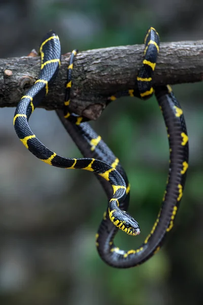 Serpente Gatto Con Anelli Oro Varie Posizioni — Foto Stock