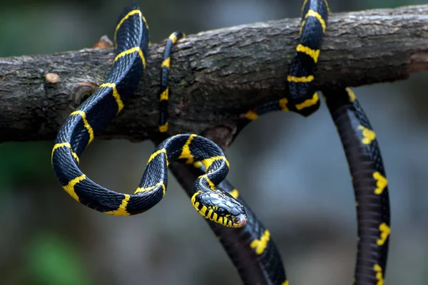 Serpente Gatto Con Anelli Oro Varie Posizioni — Foto Stock