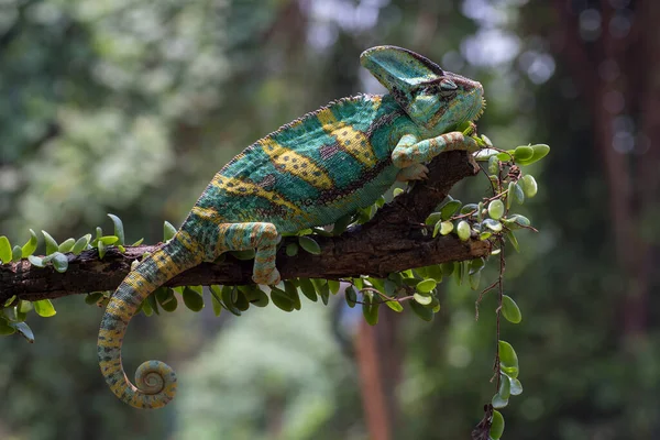 Camaleón Velado Colgando Tronco Árbol — Foto de Stock