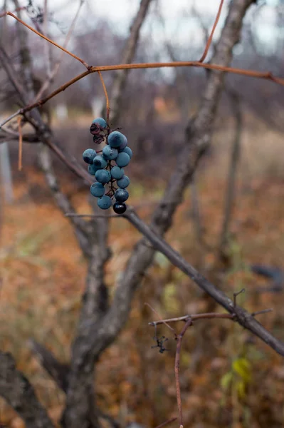 Букет Синього Винограду Коричневому Розмитому Садовому Фоні — стокове фото