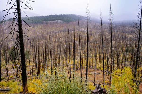 Verbrannte Bäume Durch Flächenbrand Den Bergen — Stockfoto