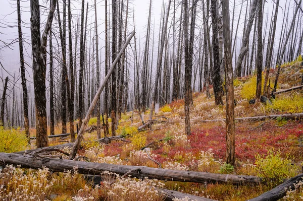 Árvores Queimadas Fogo Selvagem Com Cores Outono — Fotografia de Stock