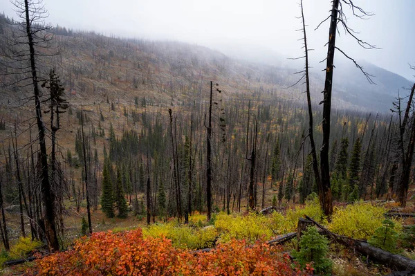 Nevoeiro Rolando Através Uma Floresta Queimada Fogo Selvagem — Fotografia de Stock
