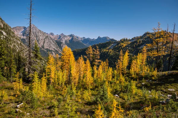 Larches Alpinos Virando Amarelo Outono — Fotografia de Stock