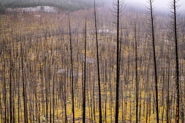 Patrón Árboles Muertos Incendio Forestal Alpino —  Fotos de Stock