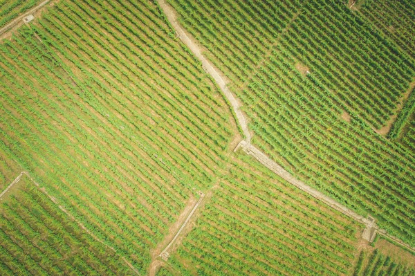 Linhas Vinha Vista Aérea — Fotografia de Stock