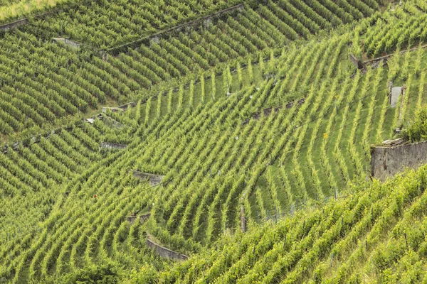 緑のブドウ畑で形成された線 — ストック写真