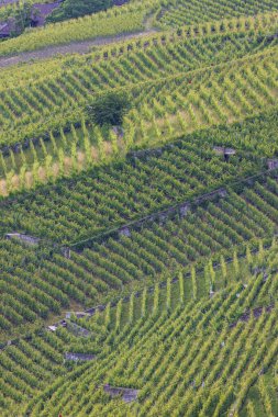 Yeşil üzüm bağlarının oluşturduğu çizgiler