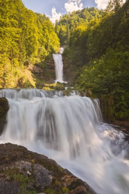 Ormanda aşırı şelale