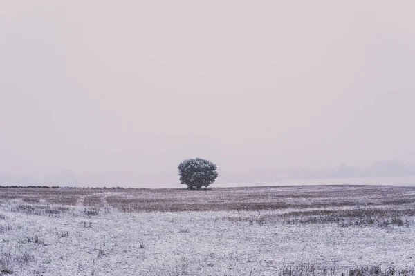 Árbol Medio Del Campo Cubierto Nieve — Foto de Stock