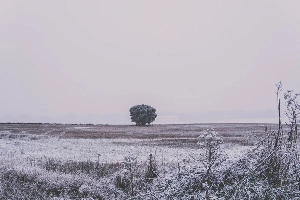 Strom Uprostřed Pole Pokryl Vše Sněhem — Stock fotografie
