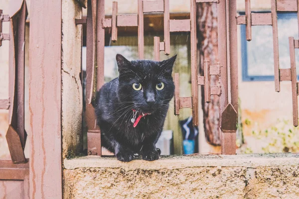 緑の目をした黒い猫がフェンスの雪の日に登り — ストック写真