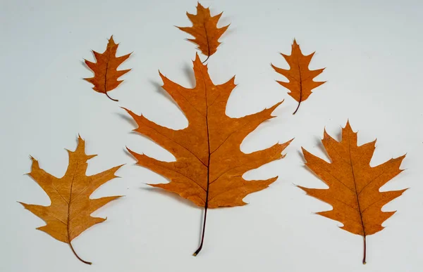 Foglie Autunnali Colorate Sfondo Bianco Foglie Isolate Autunno Arancione — Foto Stock