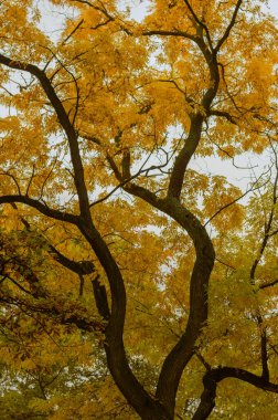 Avrupa şehir parkında sonbahar akçaağacı