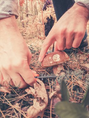 Erkek eli ormanda bir bıçakla mantarı kesiyor.