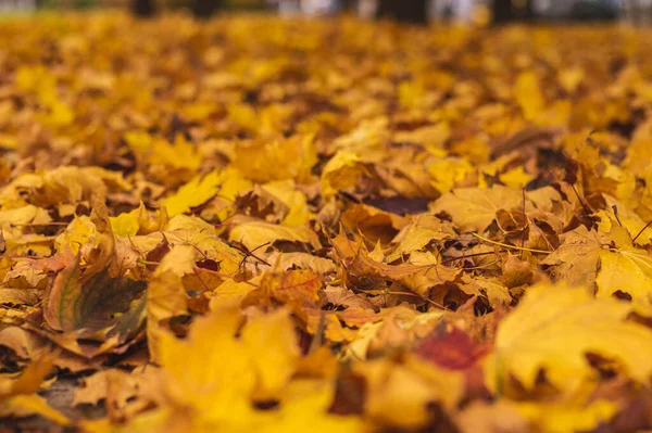 Oranje Herfstbladeren Achtergrond Buiten Kleurrijke Achtergrond Gevallen Herfst Bladeren Seizoensgebonden — Stockfoto