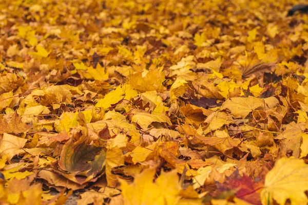 Oranje Herfstbladeren Achtergrond Buiten Kleurrijke Achtergrond Gevallen Herfst Bladeren Seizoensgebonden — Stockfoto