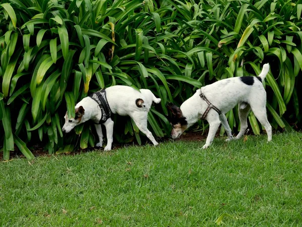 Hundar Går Parken — Stockfoto