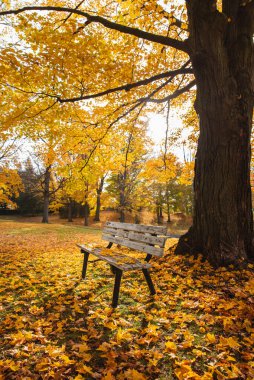 Sonbahar günü sarı yapraklı büyük bir ağacın altında park bankı.