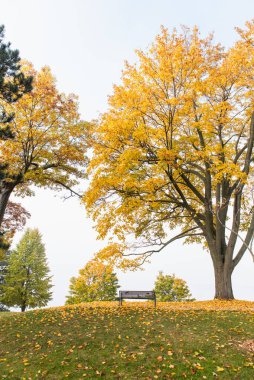 Sonbahar günü sarı yapraklı büyük bir ağacın altında park bankı.