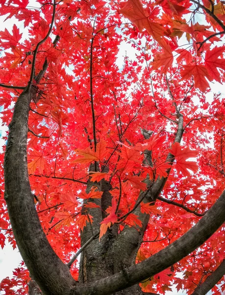 Dívat Skrz Větve Stromů Červené Podzimní Listy — Stock fotografie