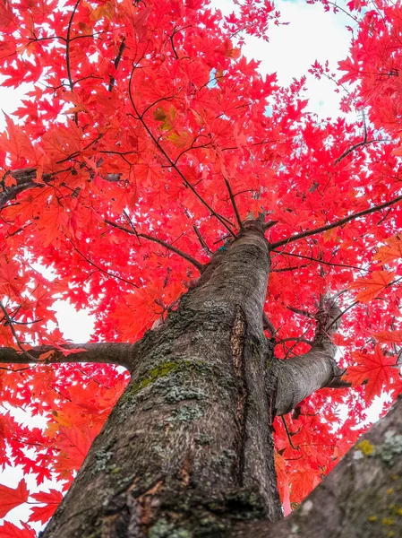 Looking Branches Tree Red Autumn Leaves — Stockfoto