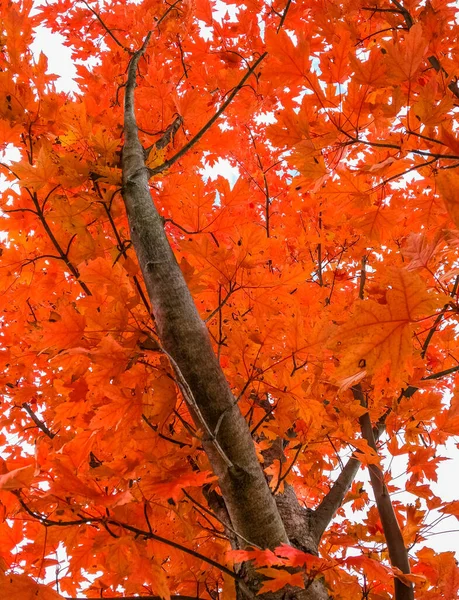 Looking Branches Tree Orange Autumn Leaves — Stockfoto