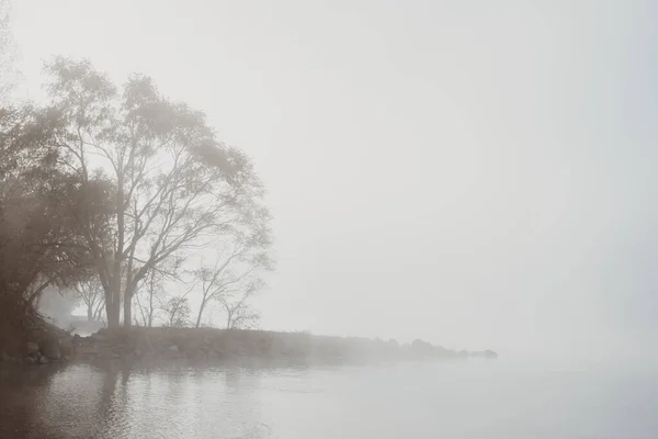 Sisli Bir Günde Kanada Bir Gölün Kıyısındaki Ağaçlar — Stok fotoğraf