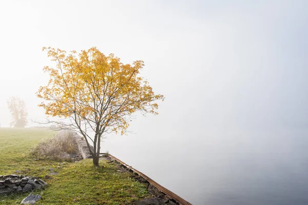 Isolated Yellow Tree Shore Lake Foggy Autumn Day — Zdjęcie stockowe