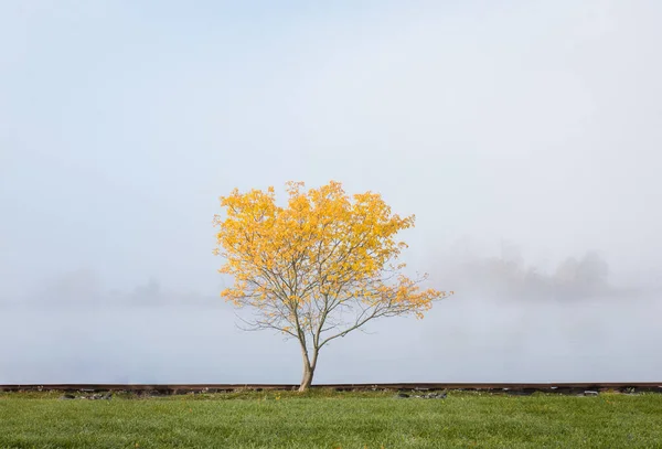 Isolated Yellow Tree Shore Lake Foggy Autumn Day — стоковое фото
