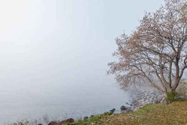 Isolated Tree Shore Lake Foggy Day — Zdjęcie stockowe