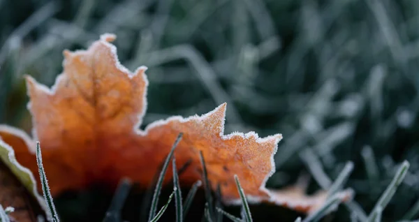 Close Colorful Autumn Leaf Covered Frost Grass — стоковое фото