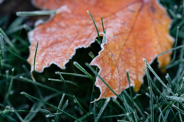 Крупним Планом Барвистий Осінній Лист Вкритий Морозом Траві — стокове фото