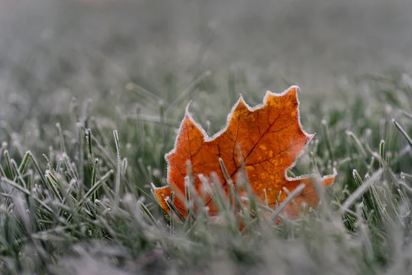 Çimlerin Üzerinde Karla Kaplı Renkli Sonbahar Yaprağını Kapat — Stok fotoğraf