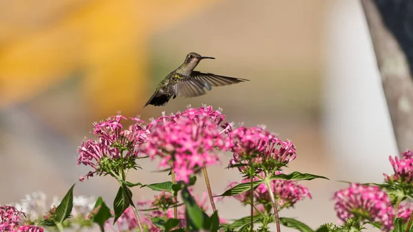Beija Flor Voando Entre Alguns Arbustos Alimentando Flores Violetas — Fotografia de Stock