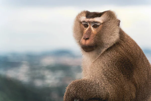 Belle Macaque Queue Porc Macaca Nemestrina Dans Forêt Thaïlandaise — Photo