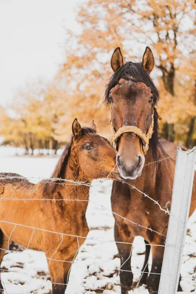 茶色の馬雪の中で彼女の運命を持つ母親 — ストック写真