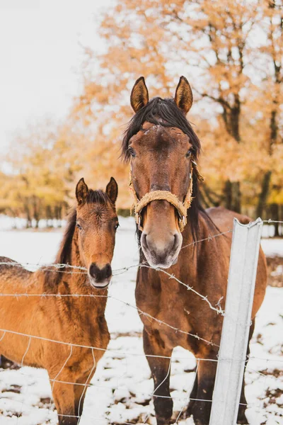 茶色の馬雪の中で彼女の運命を持つ母親 — ストック写真