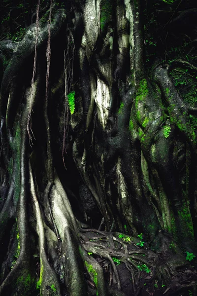 Raíces Árboles Gigantes Bosque Tropical Raíces Árboles Bosque Verde — Foto de Stock