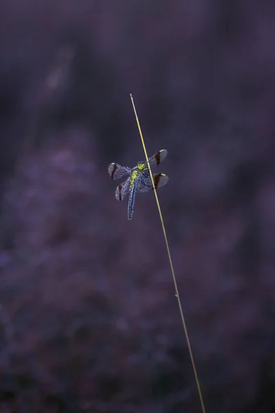 Стрекоза Полосатая Sympetrum Pedemontanum Макро Выстрел — стоковое фото
