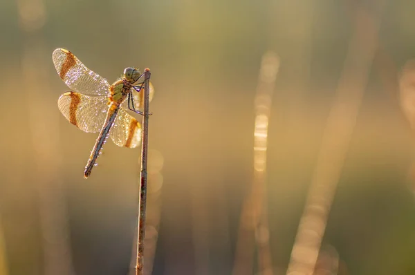 Libelle Duister Sympetrum Pedemontanum Macro Injectie — Stockfoto