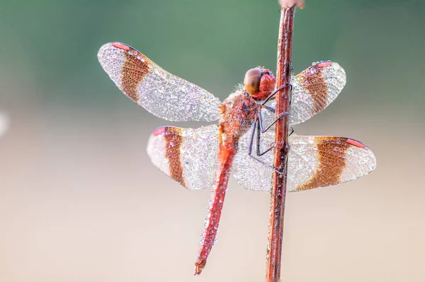 Dragonfly Banded Darter Sympetrum Pedemontanum Macro Tiro — Foto de Stock