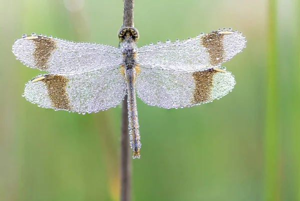 Libelle Duister Sympetrum Pedemontanum Macro Injectie — Stockfoto