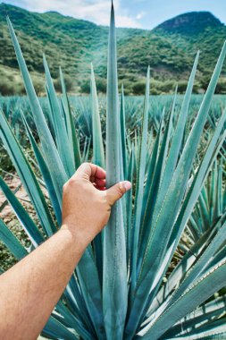 Tekila yapmak için tarlada mavi agave tarlası