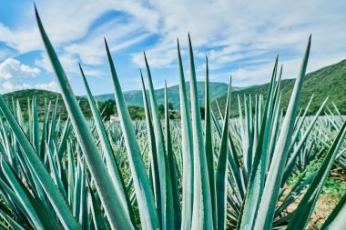 Tekila yapmak için tarlada mavi agave tarlası
