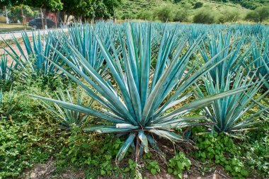 Tekila yapmak için tarlada mavi agave tarlası