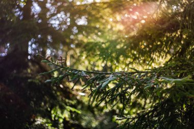 Ormanda kar ve buzla kaplı fidan ağacı ve koniler