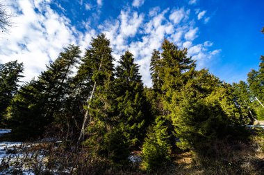 Gürcü kayak merkezi Bakuriani 'nin vahşi ormanlarıyla kışın manzarası