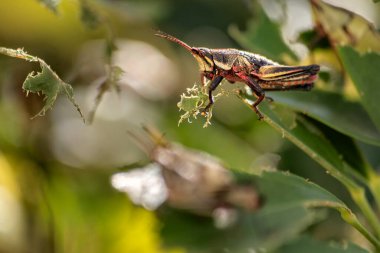 Yeşil yaprakları çiğneyen kırmızı bir çekirge. istila vebası