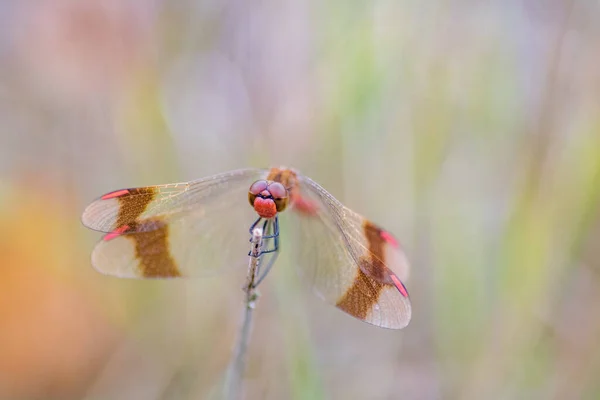 蜻蜓斑纹龙 Sympetrum Pedemontanum 宏观射门 — 图库照片